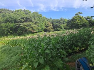 천년의사랑님의 고추 · 영농일지 작성글 사진