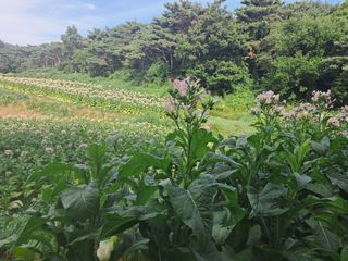 천년의사랑님의 고추 · 영농일지 작성글 사진