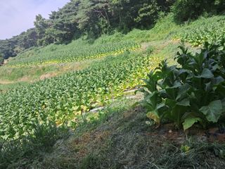 천년의사랑님의 고추 · 영농일지 작성글 사진