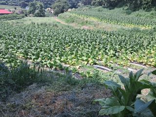 천년의사랑님의 고추 · 영농일지 작성글 사진