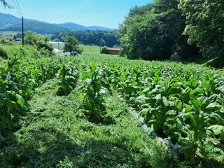 천년의사랑님의 고추 · 영농일지 작성글 사진