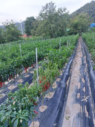 한중리님의 고추 · 병해충상담 작성글 사진