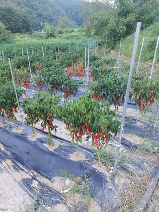 한중리님의 고추 · 병해충상담 작성글 사진