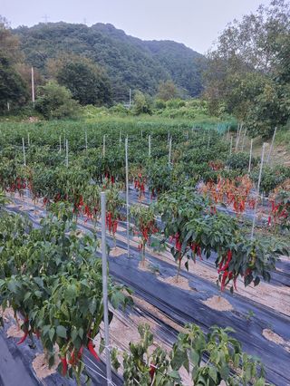 한중리님의 고추 · 병해충상담 작성글 사진