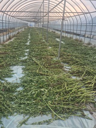 송광만님의 참깨 · 자유게시판 작성글 사진