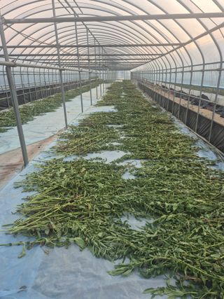 송광만님의 참깨 · 자유게시판 작성글 사진