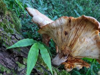 귀농은어렵다.님의 자유주제 · 자유게시판 작성글 사진