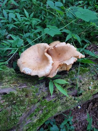 귀농은어렵다.님의 자유주제 · 자유게시판 작성글 사진