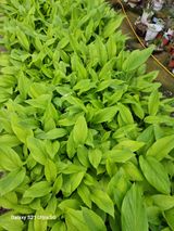 팜모닝 기타작물·영농일지 게시글 이미지