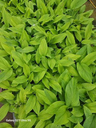 이종덕님의 기타작물 · 영농일지 작성글 사진