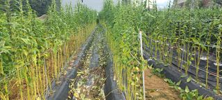 케리 김님의 참깨 · 영농일지 작성글 사진