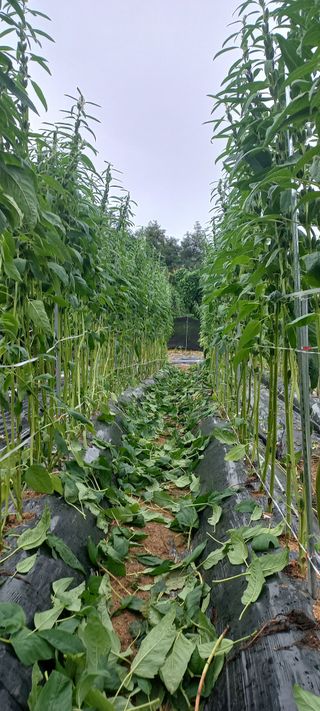 케리 김님의 참깨 · 영농일지 작성글 사진
