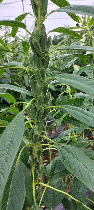 케리 김님의 참깨 · 영농일지 작성글 사진