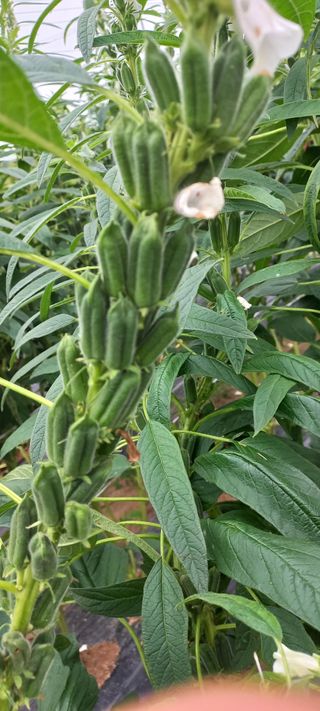 케리 김님의 참깨 · 영농일지 작성글 사진