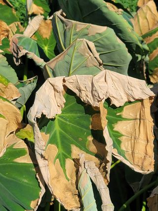 둥근마지기님의 블루베리 · 영농일지 작성글 사진