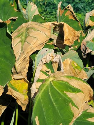 둥근마지기님의 블루베리 · 영농일지 작성글 사진