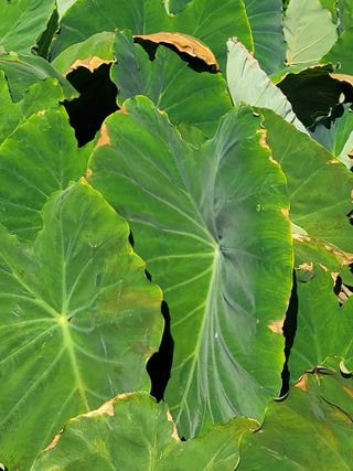 둥근마지기님의 블루베리 · 영농일지 작성글 사진