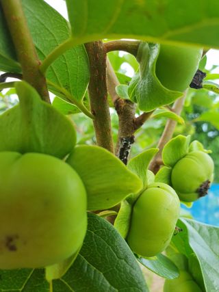 남 샘결 개둥맘님의 자유주제 · 자유게시판 작성글 사진