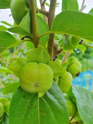 남 샘결 개둥맘님의 자유주제 · 자유게시판 작성글 사진