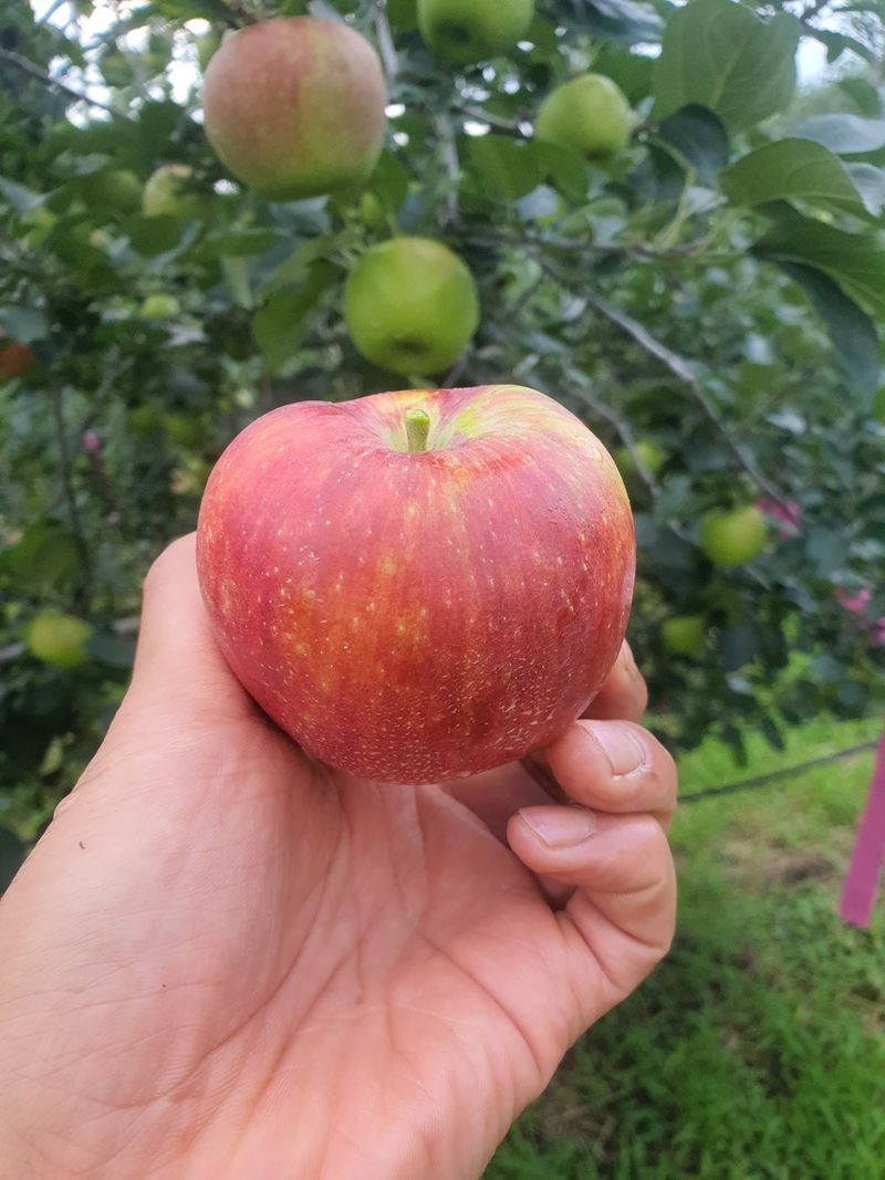 장터 상품 [거창 또바기사과 4.5kg] 썸네일