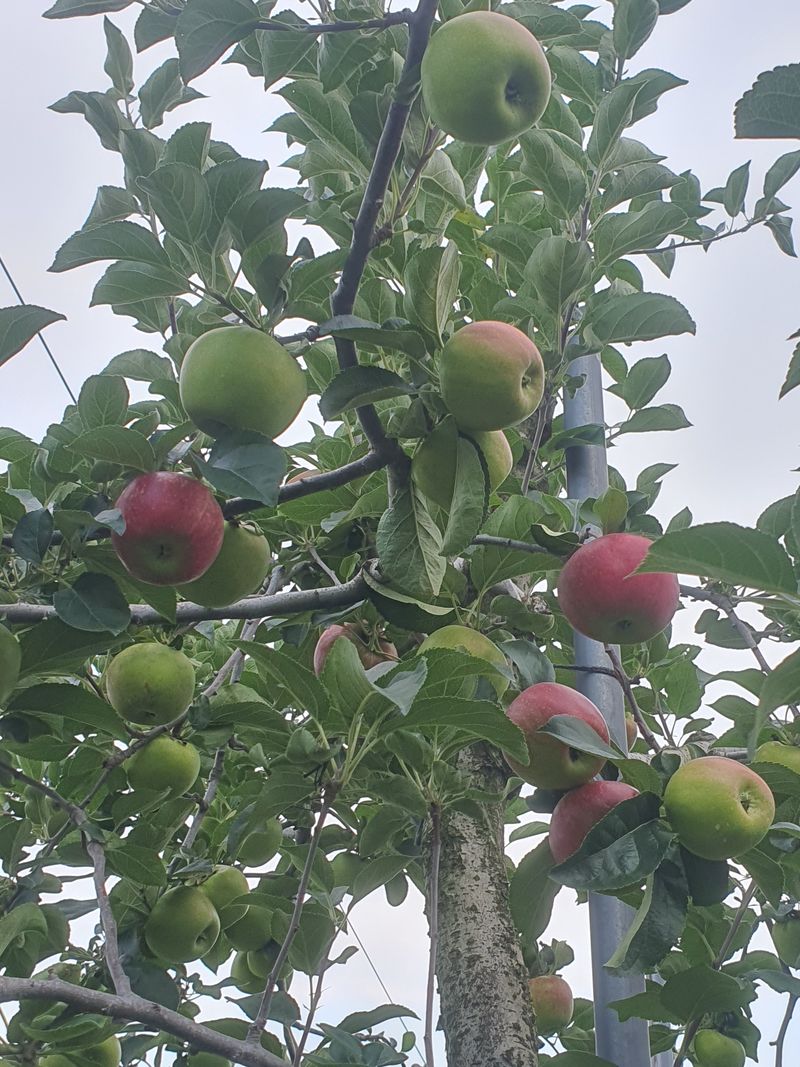 또바기사과(이훈희)님의 장터 판매 상품 [거창 또바기사과 4.5kg] 첨부 사진