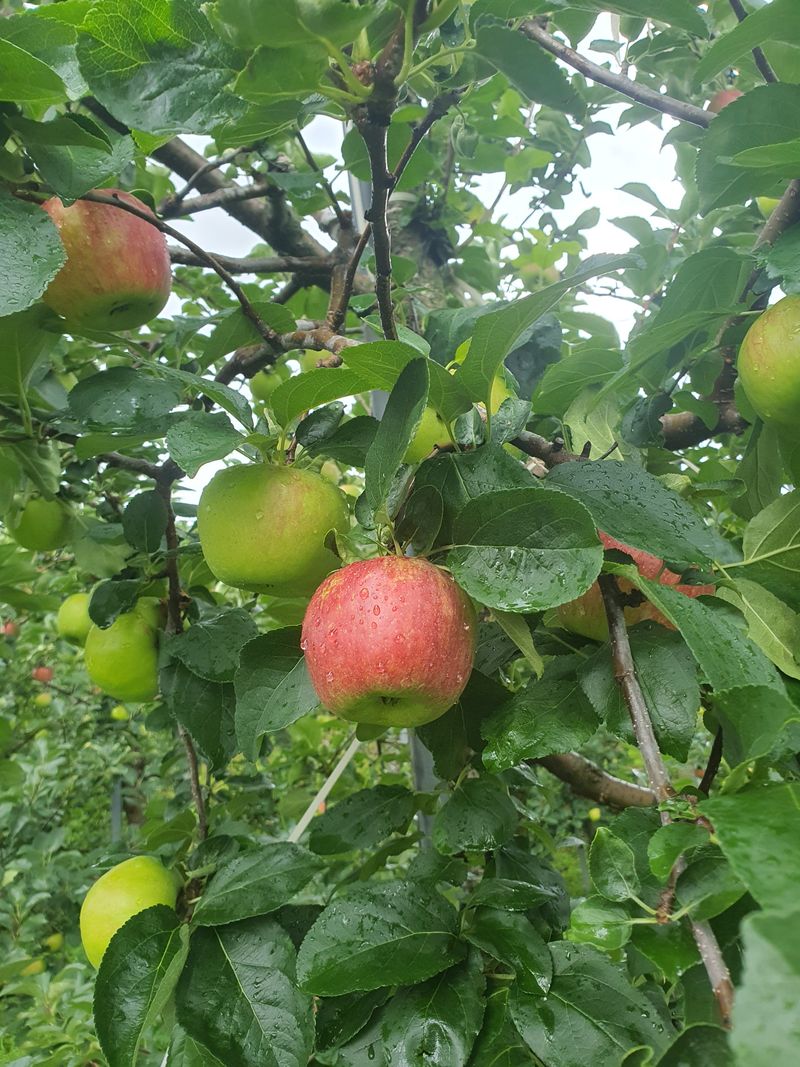 또바기사과(이훈희)님의 장터 판매 상품 [거창 또바기사과 4.5kg] 첨부 사진