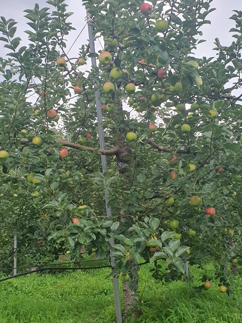 또바기사과(이훈희)님의 장터 판매 상품 [거창 또바기사과 4.5kg] 첨부 사진