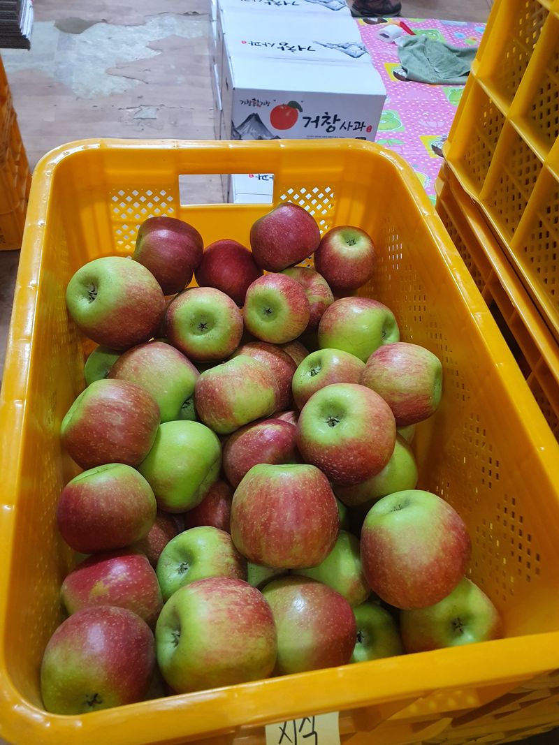 또바기사과(이훈희)님의 장터 판매 상품 [거창 또바기사과 4.5kg] 첨부 사진