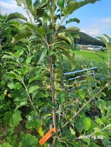 팜모닝 사과·병해충상담 게시글 이미지