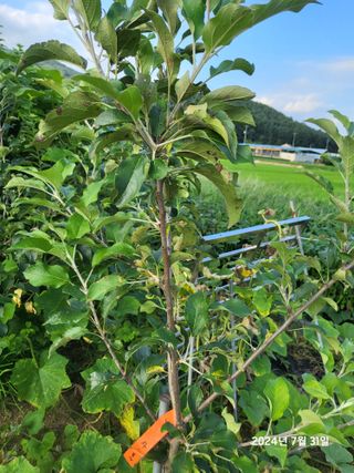 강정아님의 사과 · 병해충상담 작성글 사진