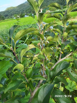 강정아님의 사과 · 병해충상담 작성글 사진