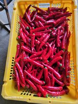 팜모닝 고추·영농일지 게시글 이미지