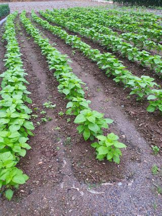 남기탁 님의 들깨 · 자유게시판 작성글 사진