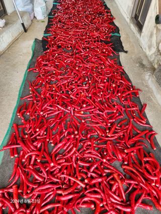 김시내 님의 고추 · 영농일지 작성글 사진