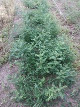 팜모닝 기타작물·영농일지 게시글 이미지