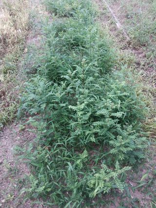 섬진강님의 기타작물 · 영농일지 작성글 사진