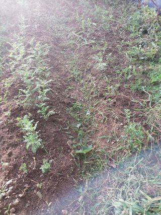 섬진강님의 기타작물 · 영농일지 작성글 사진