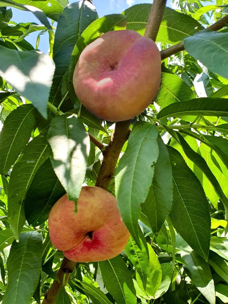 장터 상품 [납작복숭아. 거반도] 썸네일