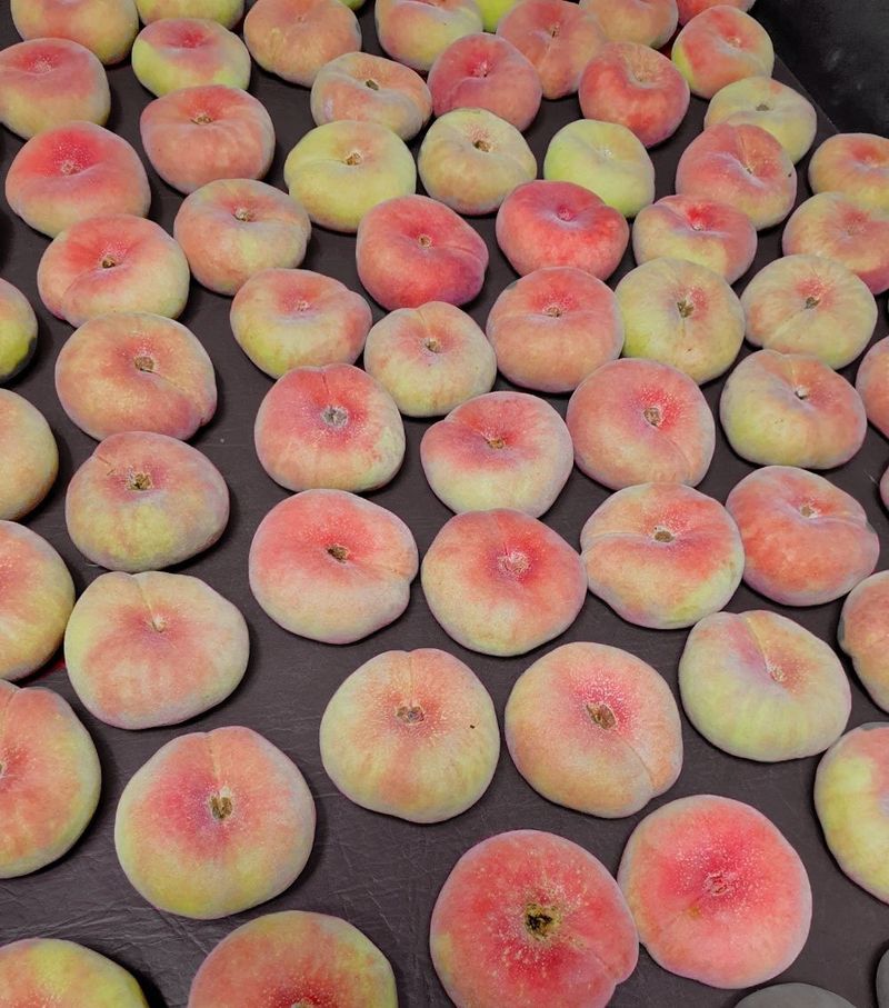 김안식~납작복숭아님의 장터 판매 상품 [납작복숭아. 거반도] 첨부 사진