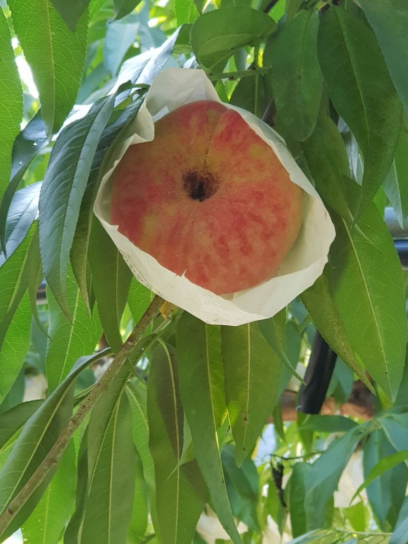 김안식~납작복숭아님의 장터 판매 상품 [납작복숭아. 거반도] 첨부 사진