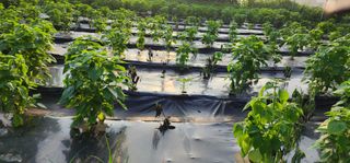 지안님의 들깨 · 영농일지 작성글 사진