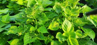 지안님의 들깨 · 영농일지 작성글 사진