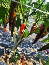 팜모닝 고추·영농일지 게시글 이미지