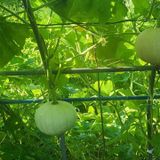 팜모닝 호박·영농일지 게시글 이미지