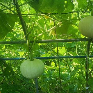 알 수 없음님의 호박 · 영농일지 작성글 사진