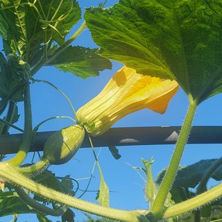 알 수 없음님의 호박 · 영농일지 작성글 사진