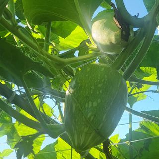 알 수 없음님의 호박 · 영농일지 작성글 사진