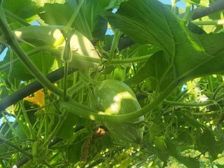 알 수 없음님의 호박 · 영농일지 작성글 사진