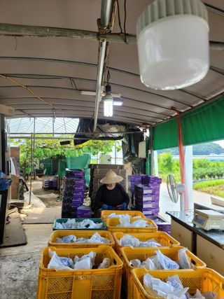 승진포도원님의 포도 · 영농일지 작성글 사진