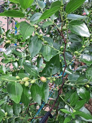 만월봉아지매님의 자유주제 · 자유게시판 작성글 사진